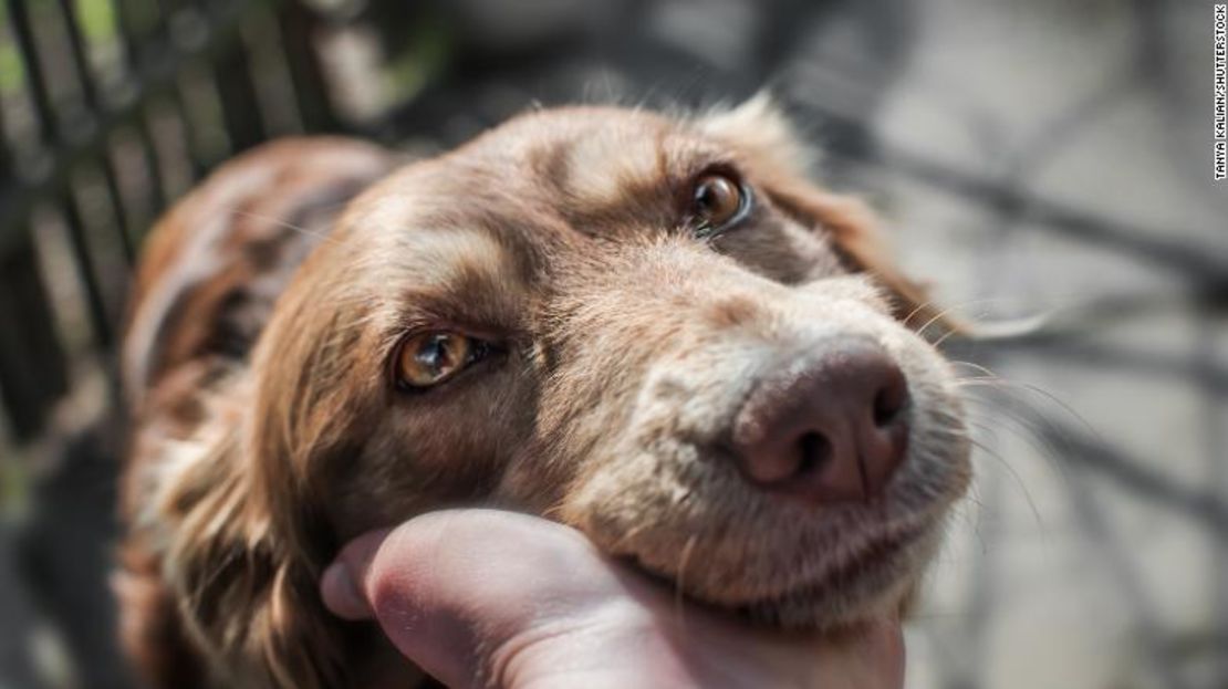 Tu cuerpo puede producir oxitocina después del contacto visual sostenido con otras personas (y perros).