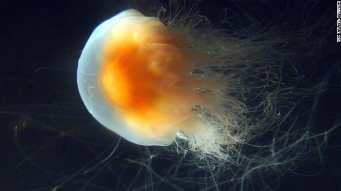 Las medusas melena de león tienden a poblar aguas más profundas, pero su gran cantidad las hace más peligrosas. Si puede verlas cuando nadas, entonces, advirtió Steve Spina del Acuario de Nueva Inglaterra, “probablemente no sea una buena idea permanecer en esa agua”.