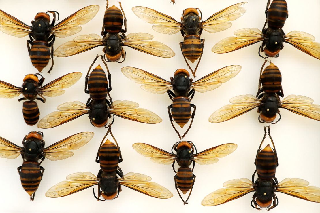 Avispones gigantes asiáticos de Japón fotografiados en una vitrina en Olympia, Washington, el 4 de mayo. Los insectos, apodados "avispones asesinos", fueron vistos en Estados Unidos por primera vez, específicamente en el estado de Washington, dijeron los científicos (Ted S. Warren/AP).