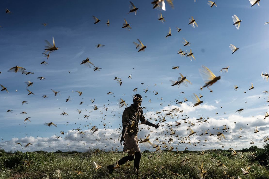 Un hombre ahuyenta un enjambre de langostas del desierto en el condado de Samburu, en Kenia, el 21 de mayo. Es la peor invasión de langostas del desierto en 70 años. También es la peor invasión de langostas en el Cuerno de África en 25 años, dijo la Organización de Naciones Unidas para la Agricultura y la Alimentación. La invasión supone una amenaza sin precedentes para la seguridad alimentaria en la región, donde más de 19 millones de personas en África Oriental ya están experimentando un alto grado de inseguridad alimentaria, dijo la agencia (Fredrik Lerneryd/Getty Images).