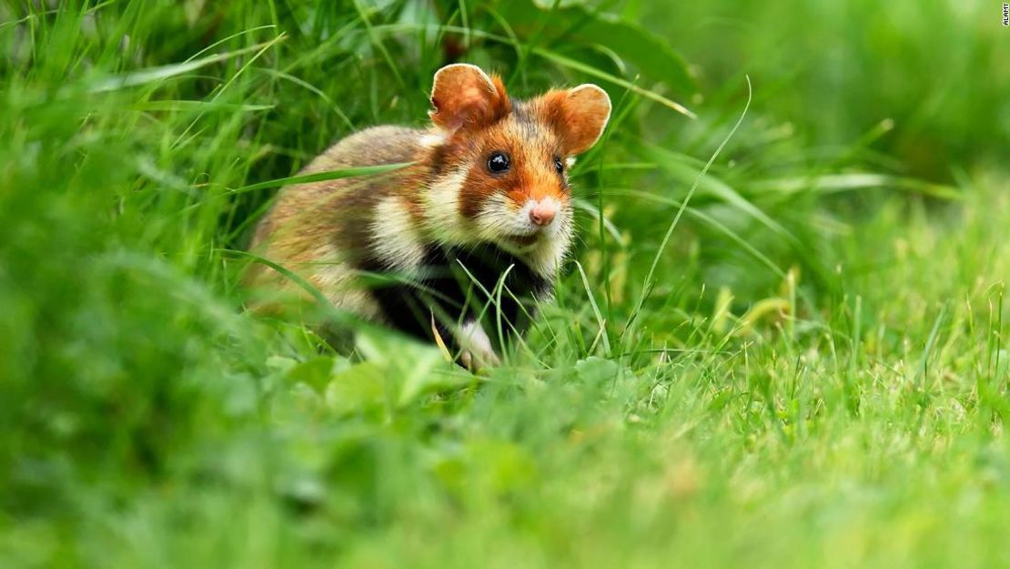 Un hámster europeo fotografiado en un prado en Austria. La especie está ahora en peligro crítico de extinción, según la Unión Internacional para la Conservación de la Naturaleza.