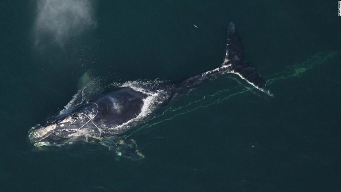 Una ballena franca del Atlántico Norte nada con una red de pesca enredada alrededor de su cabeza el 30 de diciembre de 2010 frente a la costa de Daytona Beach, Florida.