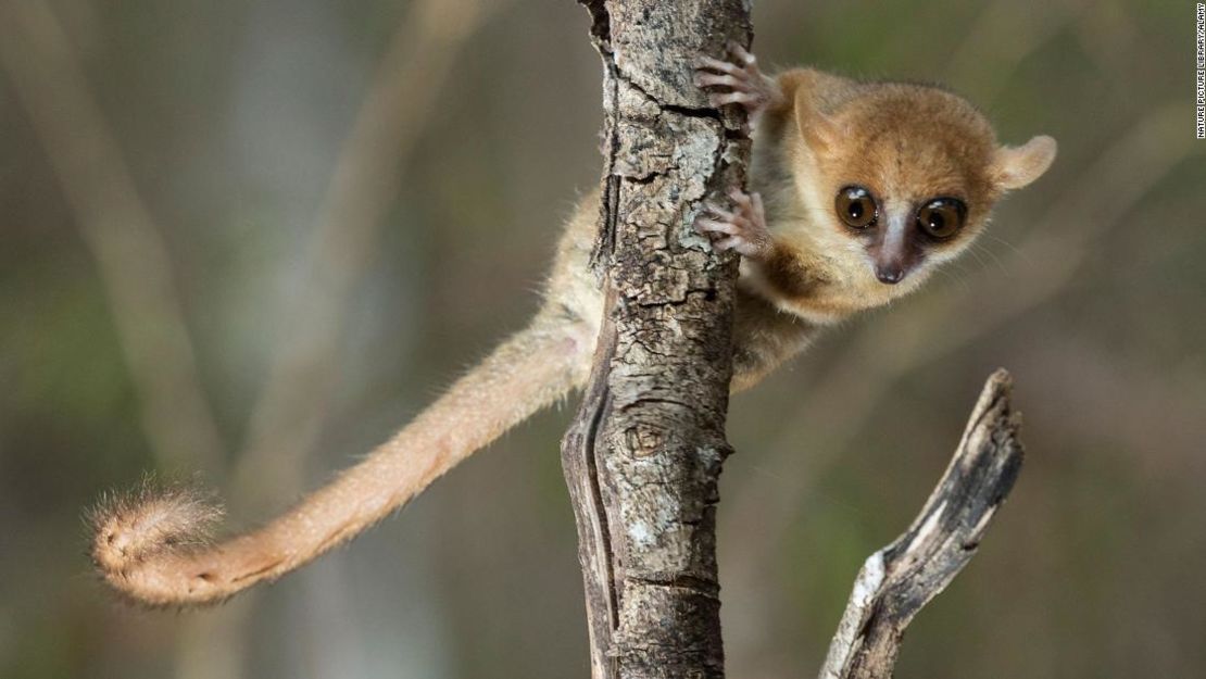 El lémur ratón de Berthe, el primate más pequeño del mundo, vive en Madagascar.