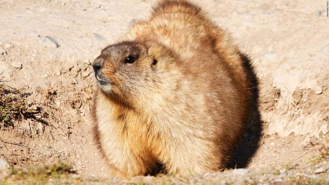 Las marmotas son grandes ardillas terrestres, un tipo de roedor, que históricamente se han relacionado con brotes de pestes en la región.