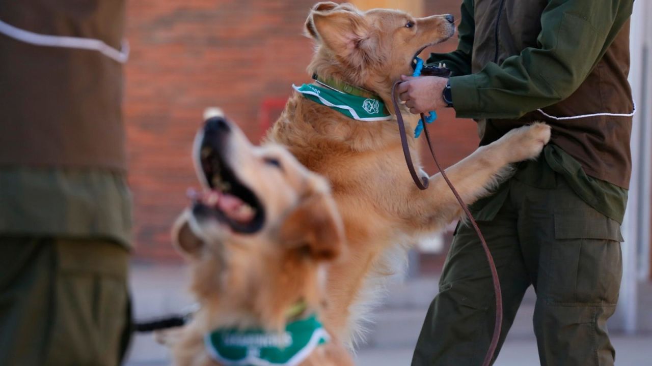 CNNE 862447 - adiestran perros para detectar a enfermos de covid-19