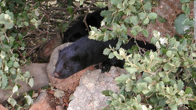 Las autoridades españolas ordenaron sacrificar a casi 100.000 visones después de un brote en una granja, donde los animales son criados para usar su pelaje, luego de que varios de ellos dieron positivo por el nuevo coronavirus. Los visones se suman a la lista de animales que han dado positivo por covid-19, la enfermedad que en el mundo ha infectado a más de 13 millones y ha dejado más de medio millón de muertes. Mira en esta galería otros animales que han dado positivo por el virus y lo que sabemos de estas infecciones.