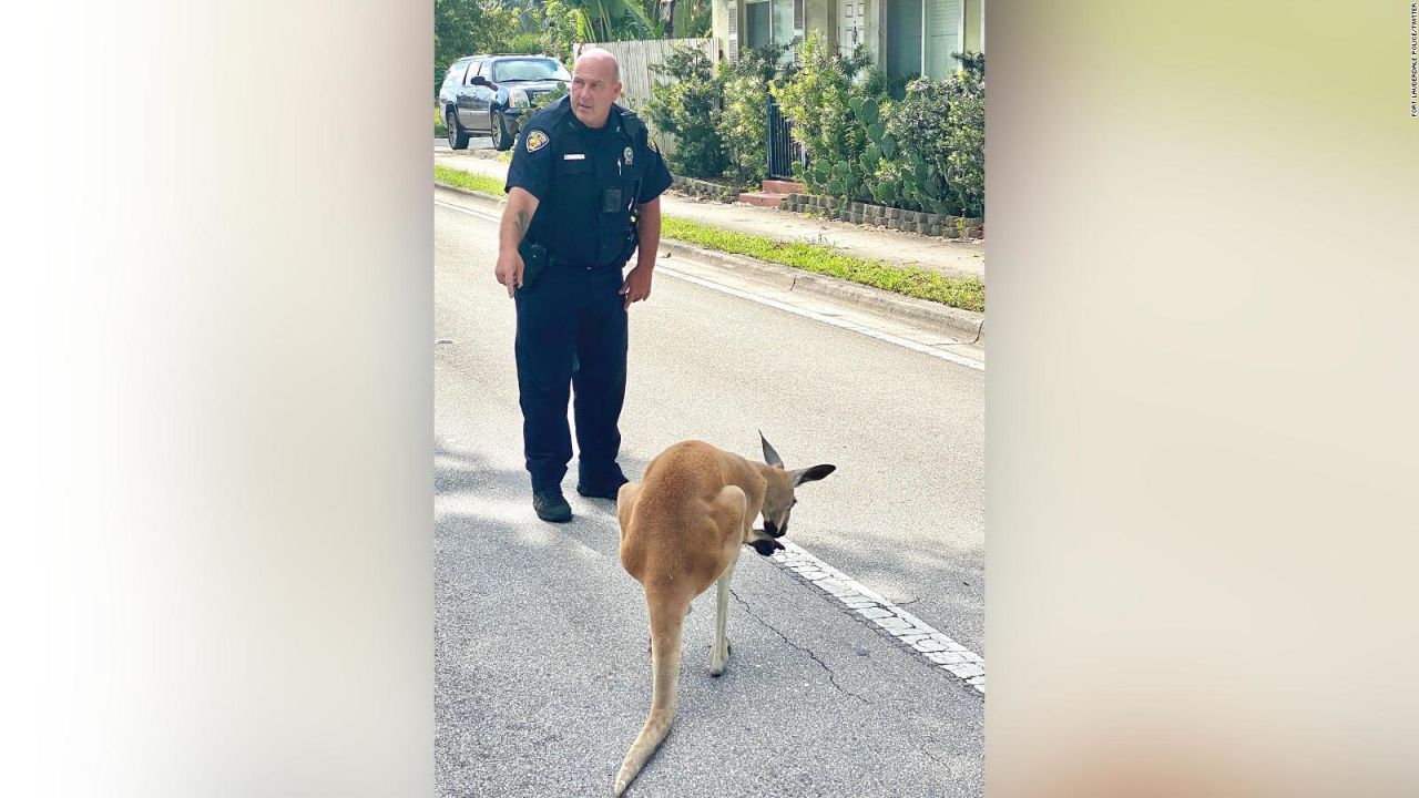 CNNE 863205 - "detienen" a canguro en florida