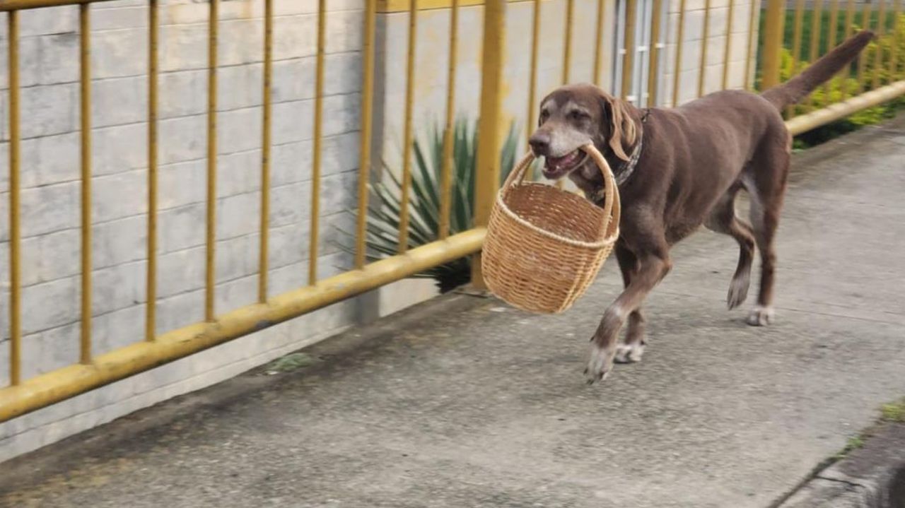 CNNE 863356 - el perrito repartidor durante la cuarentena en colombia