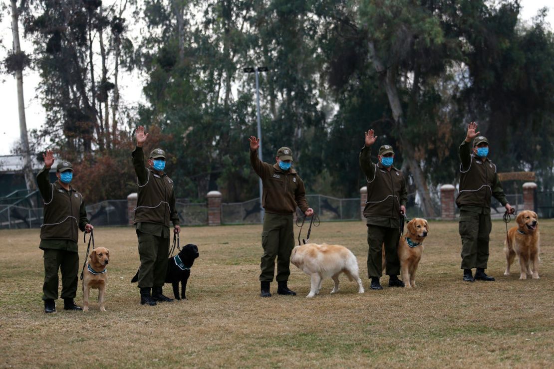 Los Carabineros de Chile entrenan perros para detectar síntomas de covid-19.