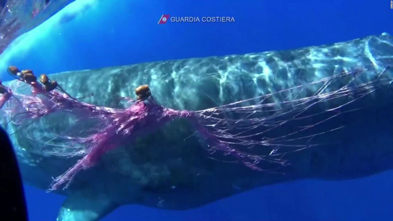 CNNE 863990 - en italia, rescatan a una ballena atrapada en una red