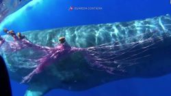 CNNE 863990 - en italia, rescatan a una ballena atrapada en una red