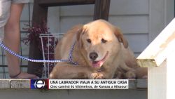 CNNE 864042 - perrita viaja 91 kilometros de regreso a su antigua casa