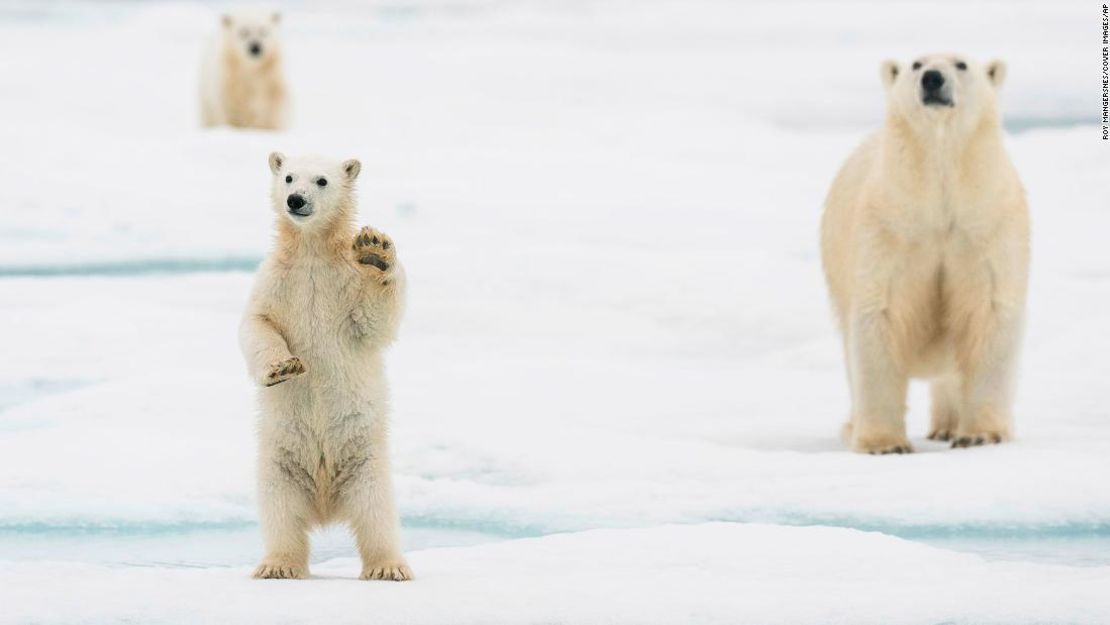 Un cachorro de oso polar fotografiado en Svalbard, Noruega.