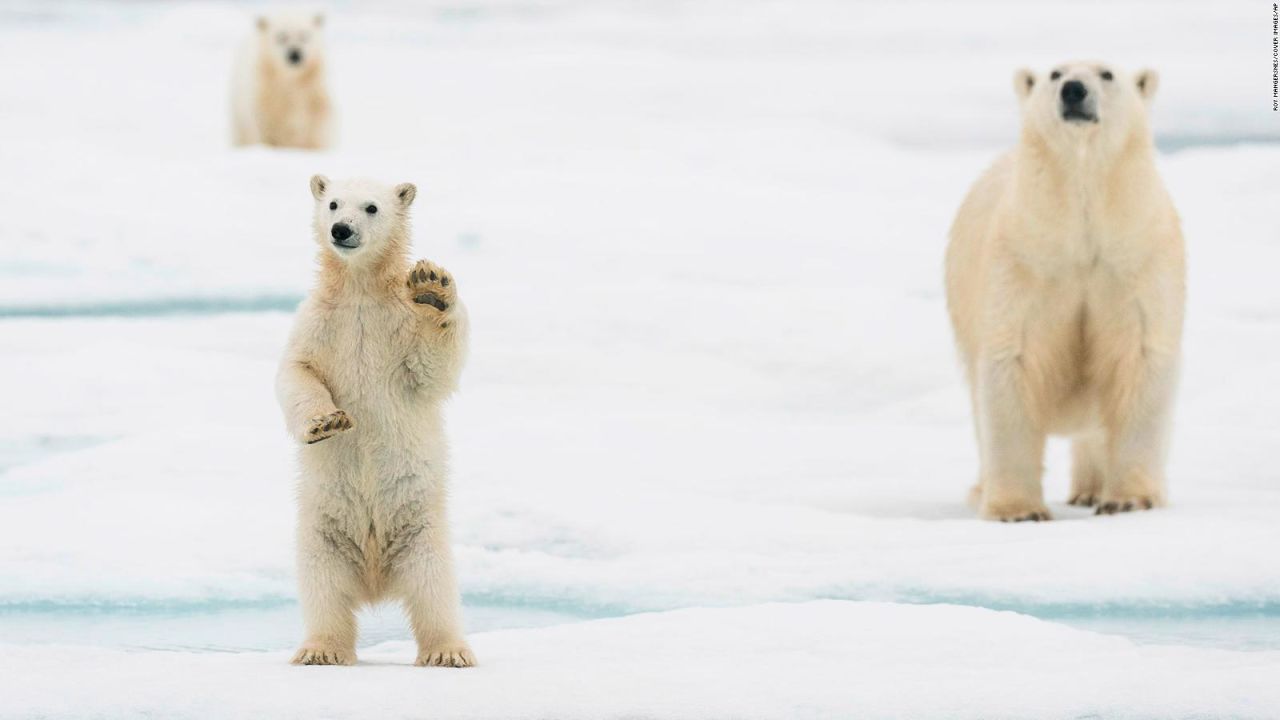 CNNE 864457 - cambio climatico acabaria con osos del artico para 2100