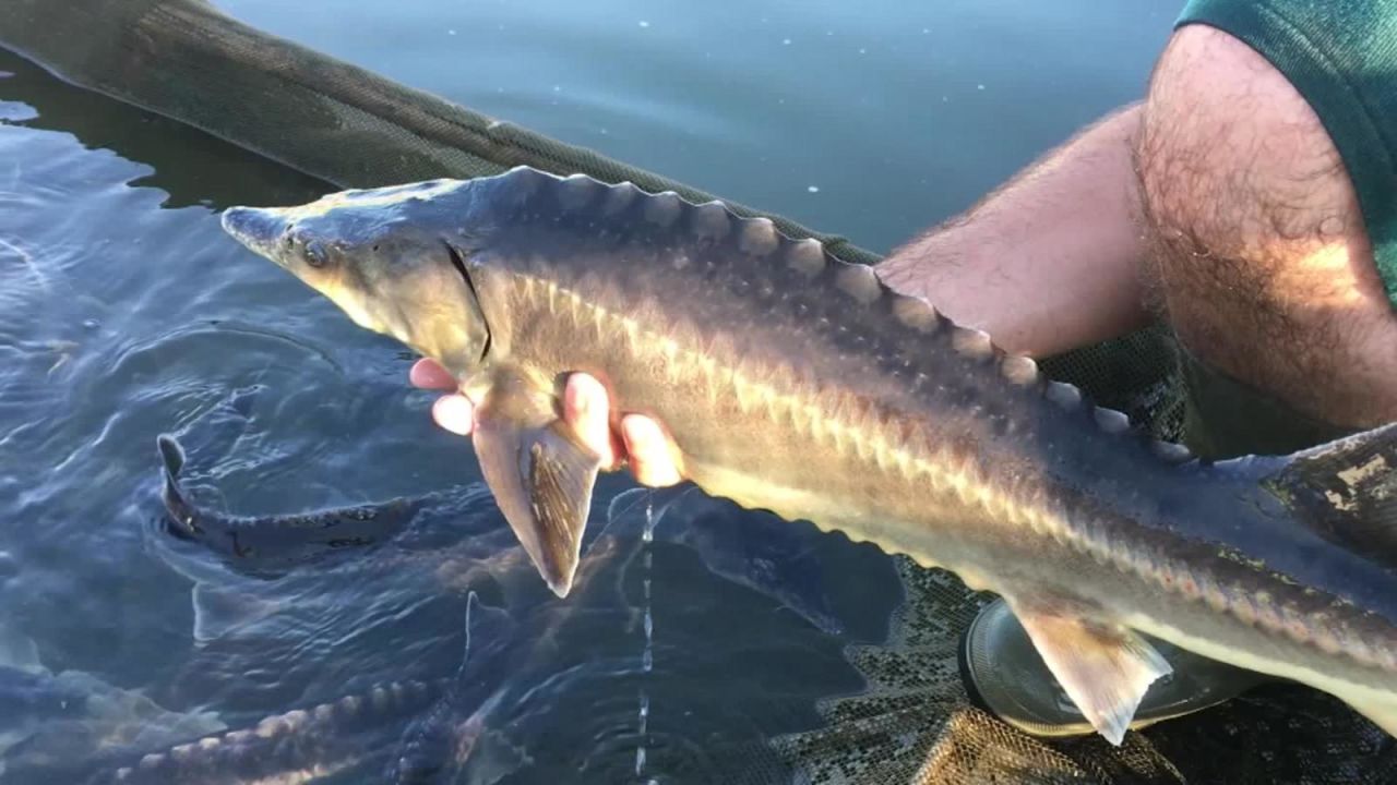 CNNE 864744 - crean peces "esturion-espatula", un hibrido inesperado