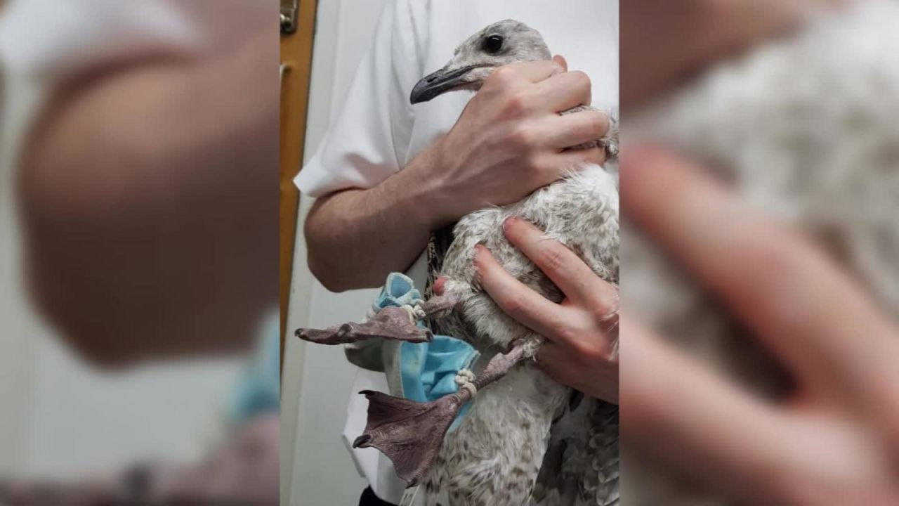 CNNE 865363 - rescatan a una gaviota atrapada en una mascarilla