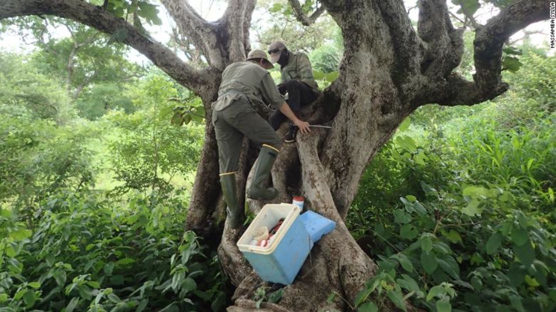 Los investigadores Noah Rose y Gilbert Bianquinche examinan el agujero de un árbol en busca de larvas de Aedes aegypti. Más de la mitad de la población mundial vive en áreas donde están presentes los mosquitos Aedes aegypti.