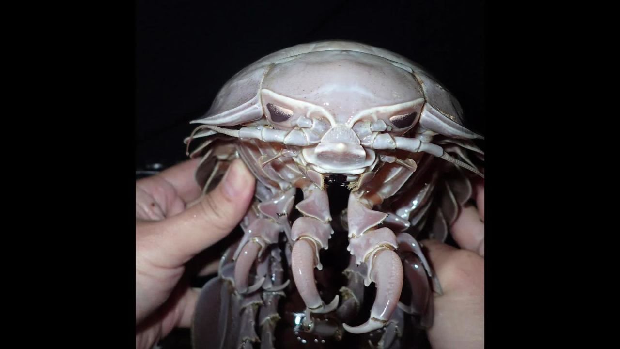 CNNE 865634 - descubren "cucaracha marina gigante" en el indico