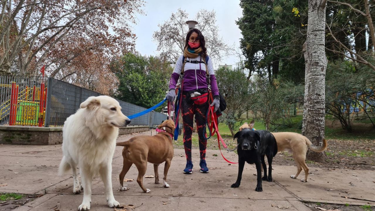 CNNE 865895 - vuelven los paseadores de perros en buenos aires