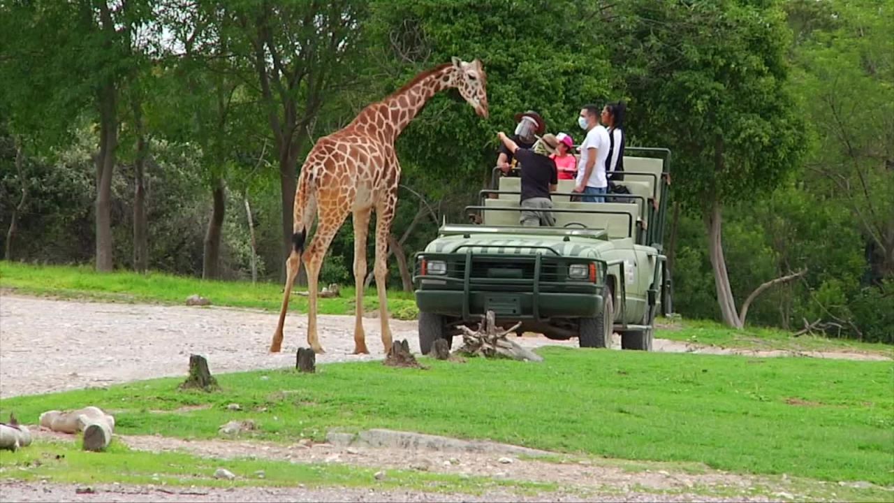 CNNE 866170 - la fauna lucha por sobrevivir ante la pandemia