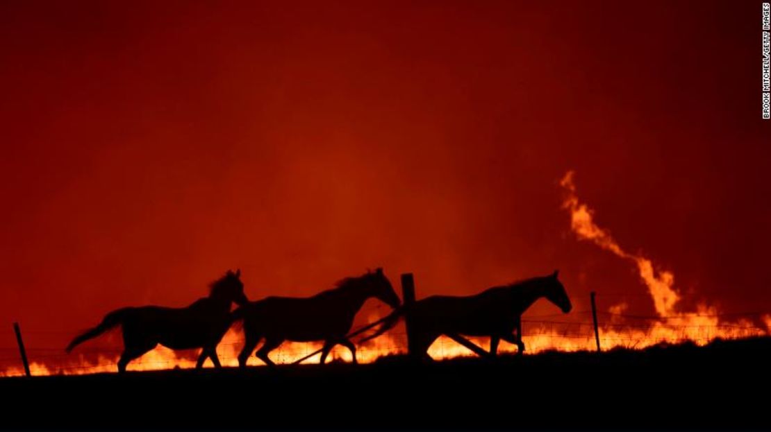 Caballos cerca de un incendio en Canberra, Australia, el 1 de febrero de 2020.