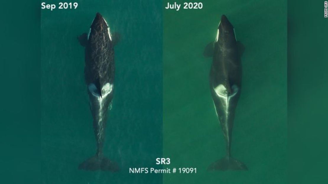 Imágenes aéreas de L72, otra orca preñada, en septiembre de 2019 y ahora en julio de 2020.