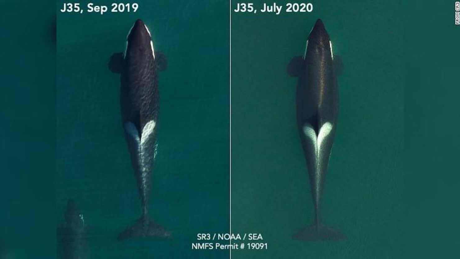 Imágenes aéreas de la ballena Tahlequah en septiembre de 2019, (izquierda), y más recientemente en julio de 2020, en sus últimas etapas de embarazo.