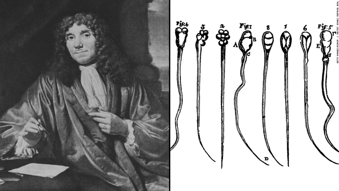 Antonie van Leeuwenhoek, quien inventó el microscopio compuesto, fue el primero en observar el movimiento del esperma humano (del suyo).
