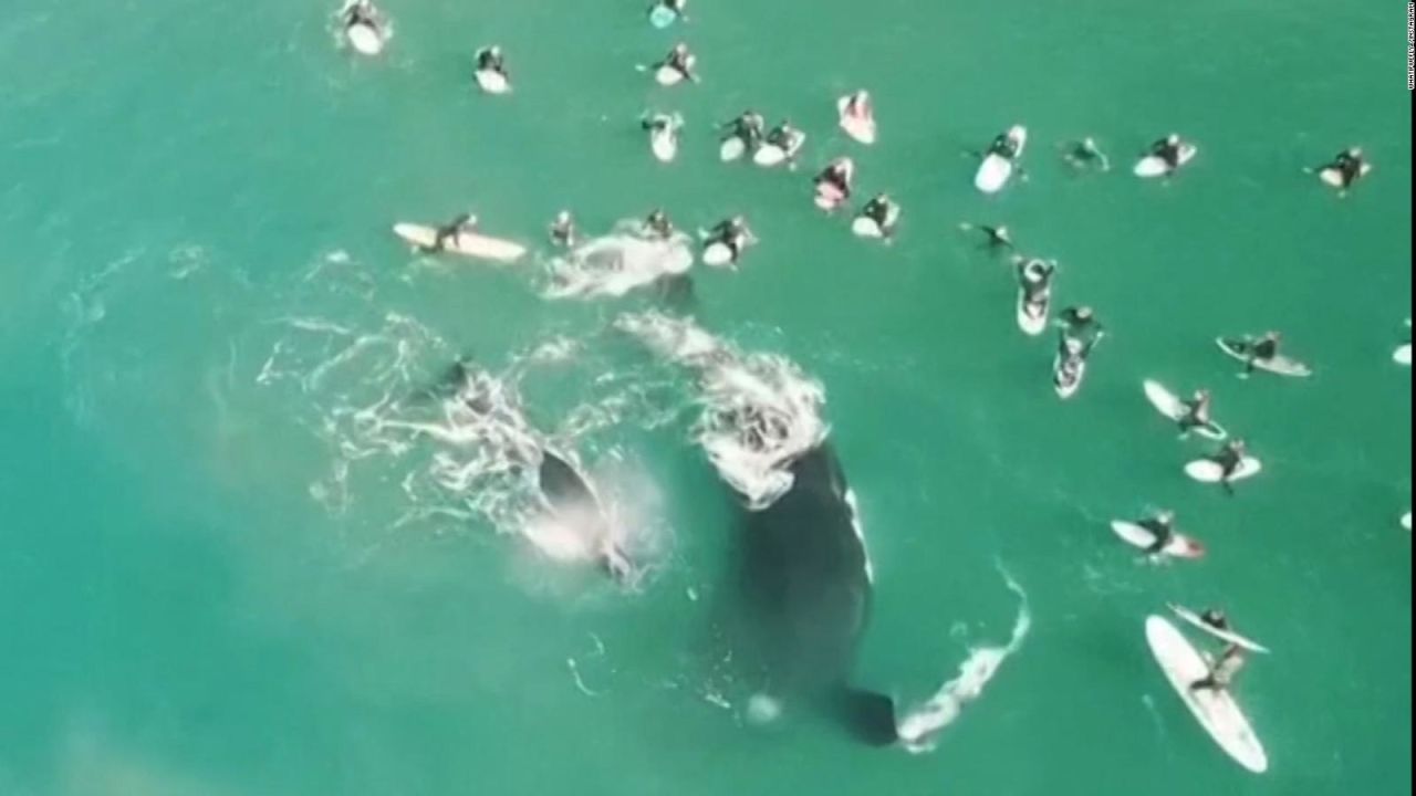 CNNE 871201 - mira la inesperada visita de ballenas a unos surfistas