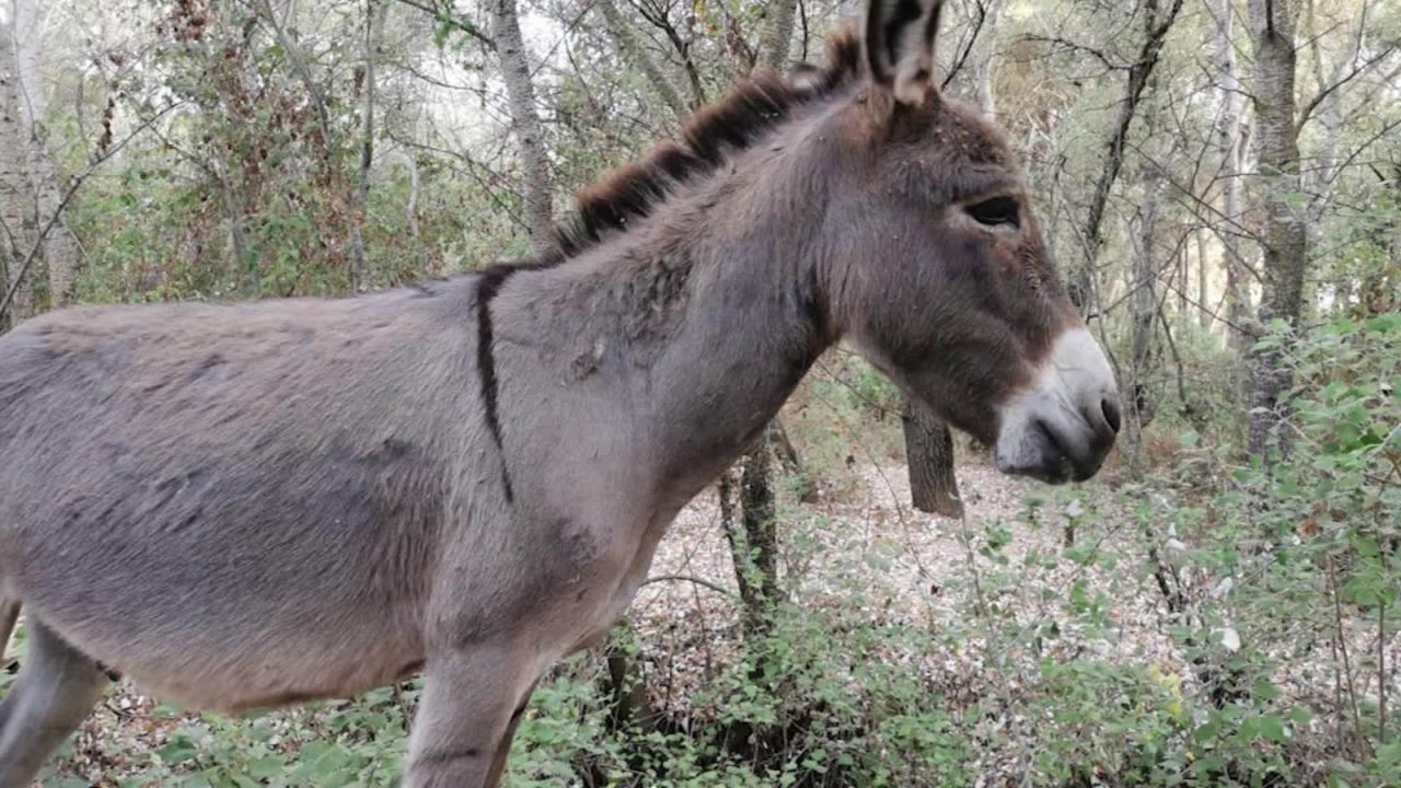 CNNE 872819 - la peculiar terapia con burros para combatir el estres