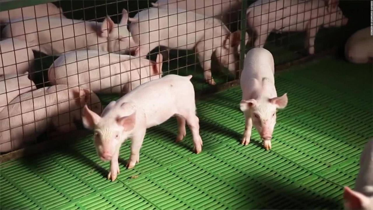 CNNE 873570 - argentina buscaria duplicar su produccion de carne de cerdo