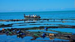 CNNE 874482 - catastrofe ecologica en la isla mauricio