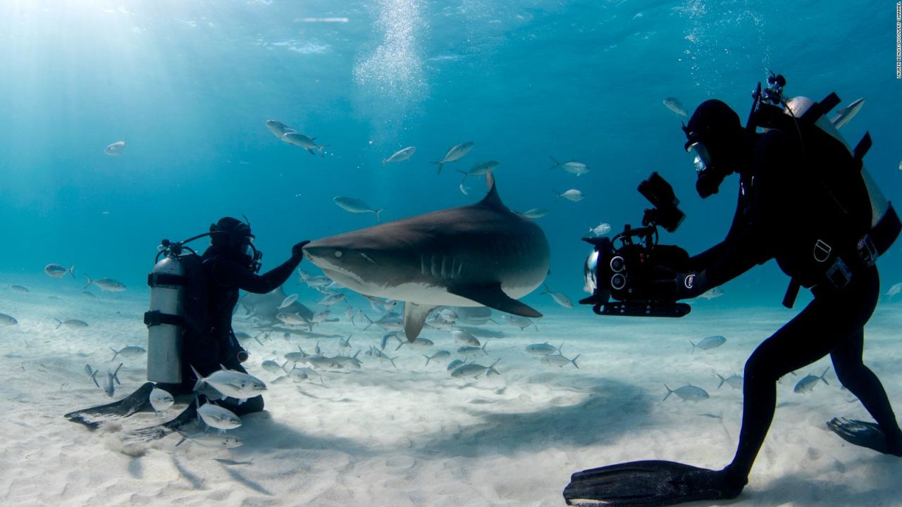 CNNE 874943 - conoce al arriesgado hombre que filma los tiburones