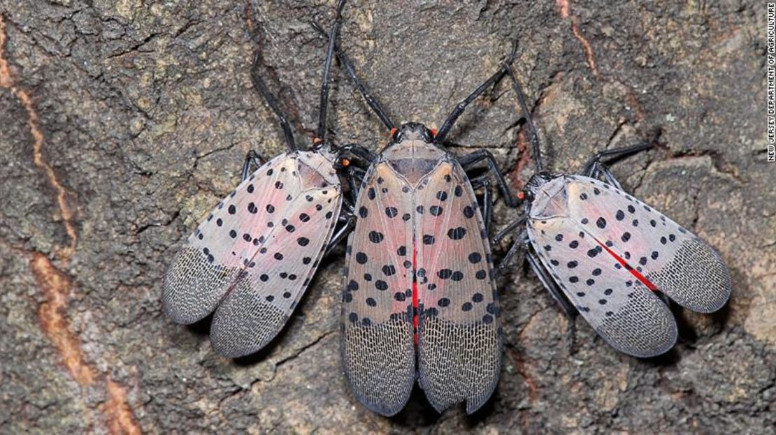 Las moscas linterna con manchas provienen de China y son expertos viajeros.