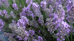 CNNE 876729 - lavanda, una ayuda en medio de la pandemia