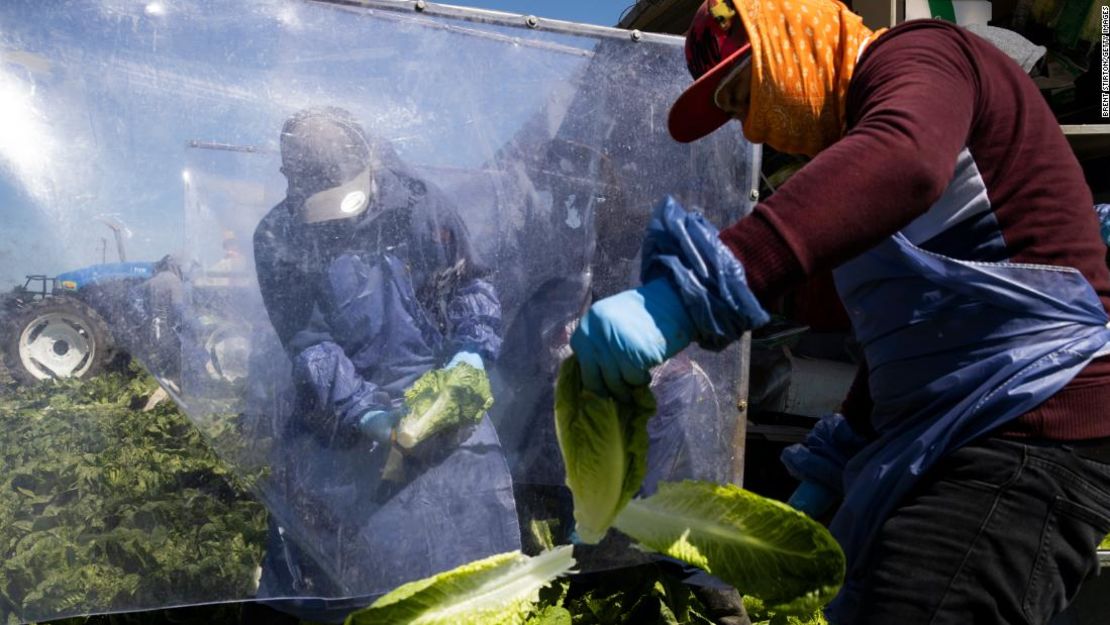 Trabajadores agrícolas en la cosecha de lechuga entre plásticos de división para el distanciamiento social en abril, en Greenfield, California.