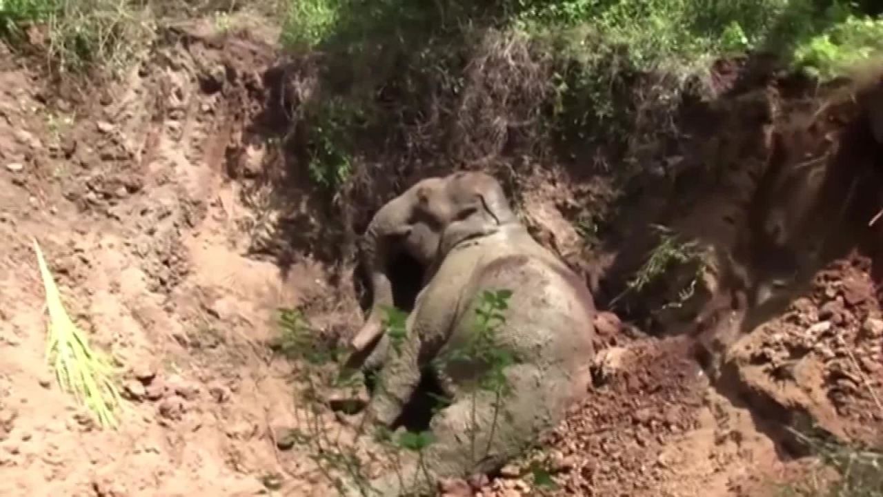 CNNE 879917 - rescatan a un elefante bebe en sri lanka