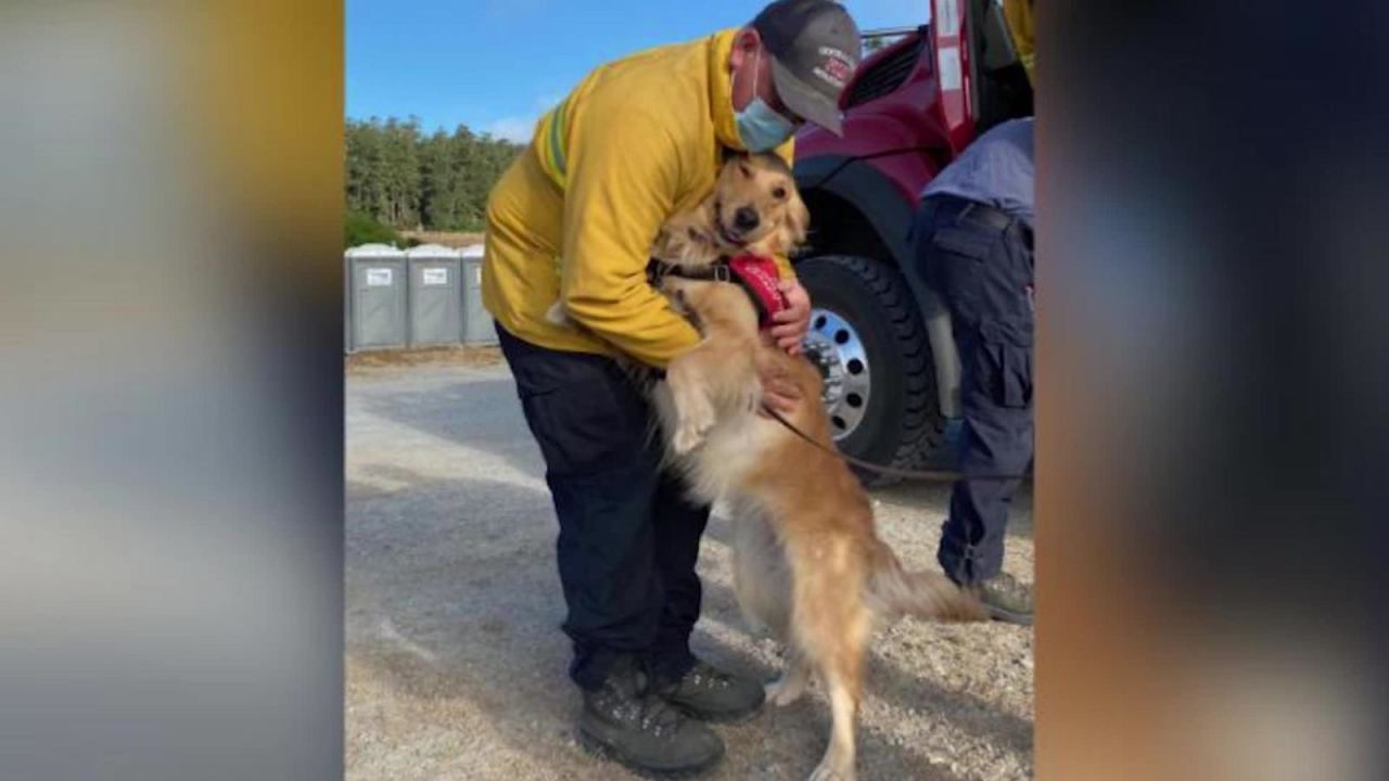 CNNE 880225 - kerith, la perra que apoya a los bomberos de california