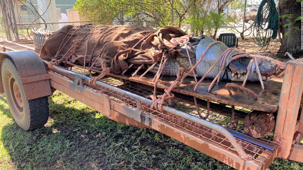 CNNE 882043 - capturan a un cocodrilo gigante en australia