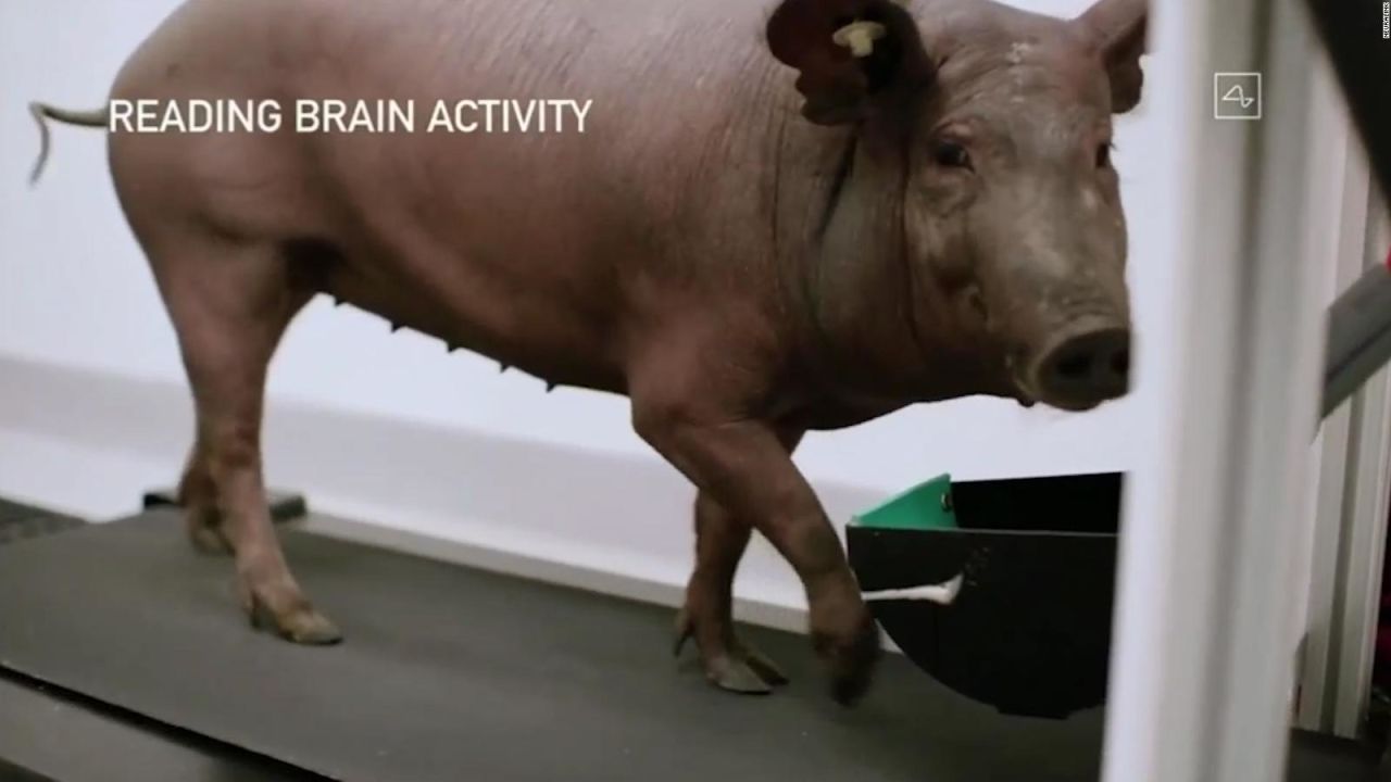 CNNE 882086 - elon musk muestra su chip cerebral usando un cerdo