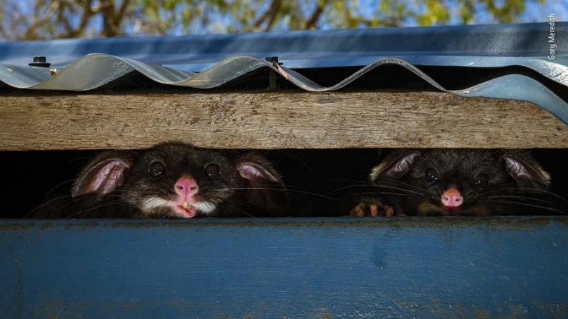 Dos zarigüeyas australianas (o de cola de cepillo) se asoman desde su escondite bajo el techo de una instalación de ducha en un parque de vacaciones en Yallingup, Australia occidental.