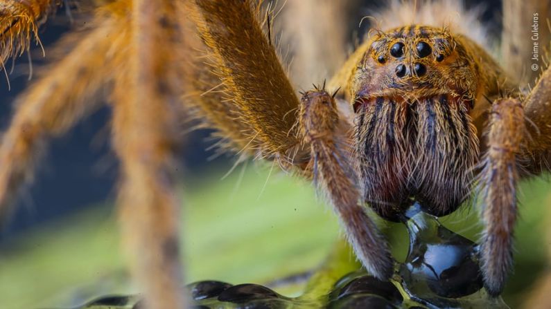 Una araña araneomorfa se come el huevo de una rana de cristal gigante en Ecuador.