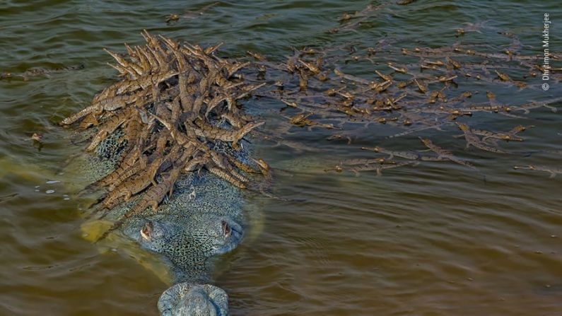 Un gran gavial, especie en peligro crítico de extinción, lleva a sus crías en la India. El animal mide al menos cuatro metros de largo.