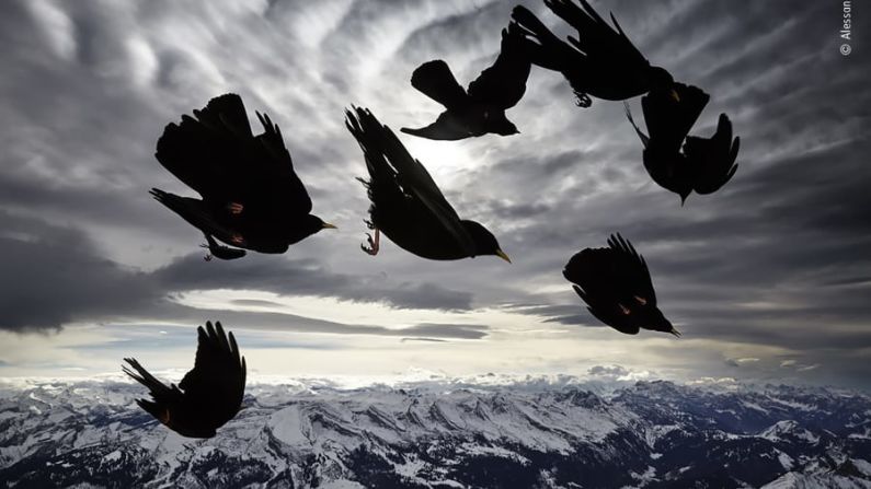 Aves de montaña fotografiadas en lo alto de los Alpes suizos.