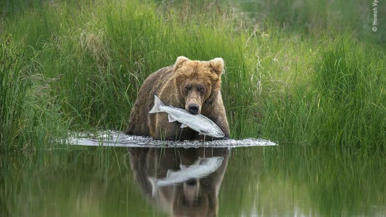 Un oso pardo caza un salmón en el Parque Nacional Katmai de Alaska.