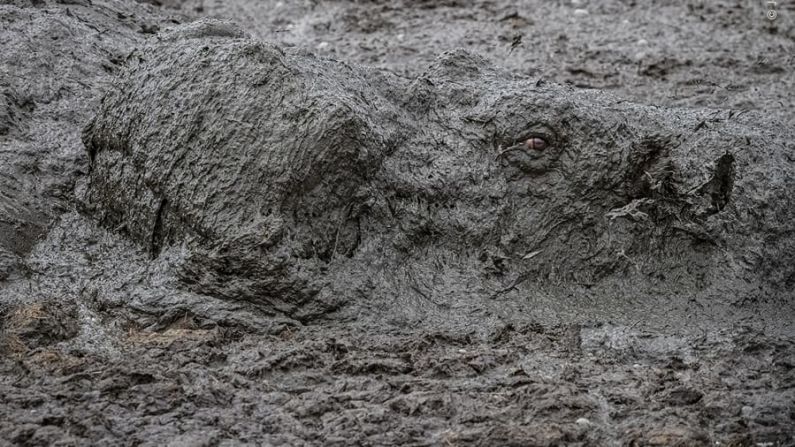 Un hipopótamo emerge del lodo para tomar un respiro en la Reserva Nacional de Masai Mara en Kenia.