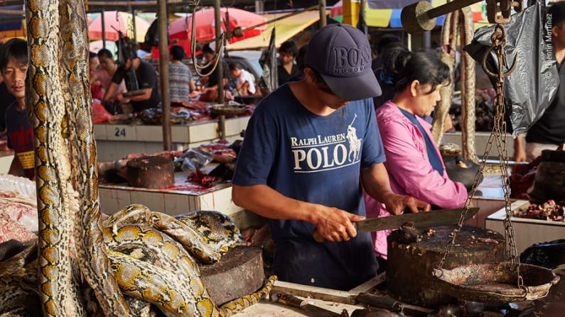 Un comerciante del mercado en Indonesia corta murciélagos frugívoros en su puesto, que también tiene pitones y ratas de arbusto.