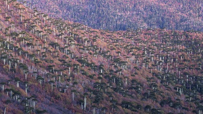 Árboles de araucaria en la región de la Araucanía de Chile.