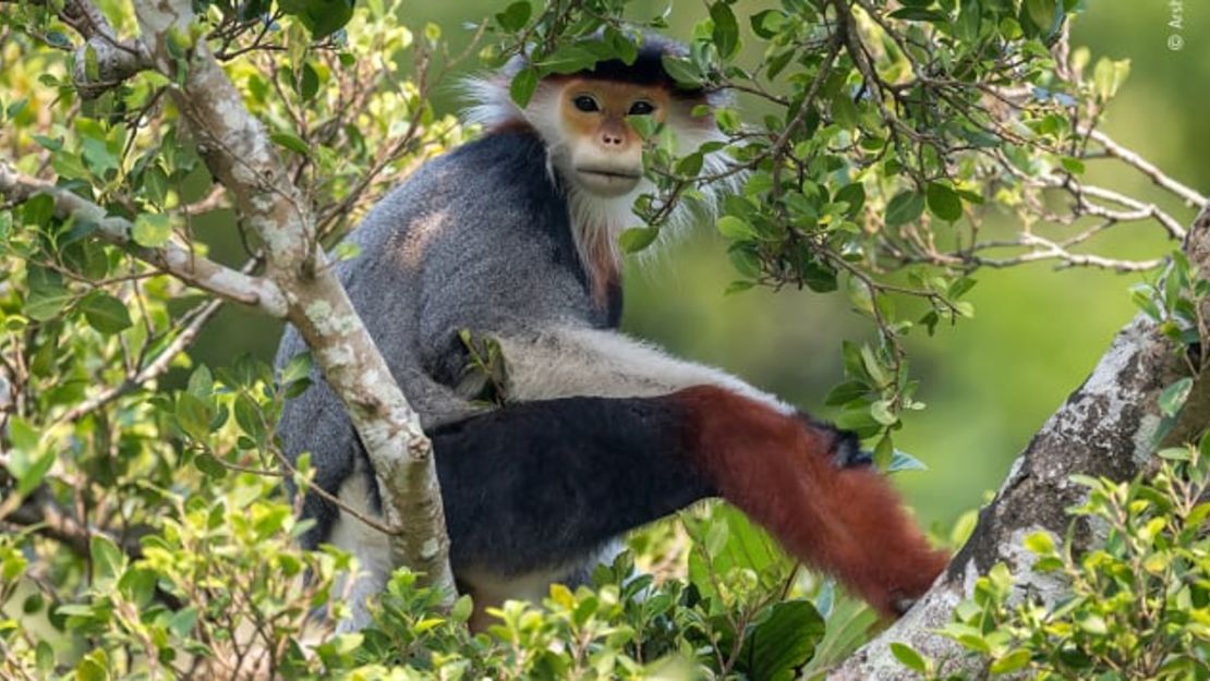 Esta imagen de un primate en peligro de extinción fue tomada por un niño de 13 años.