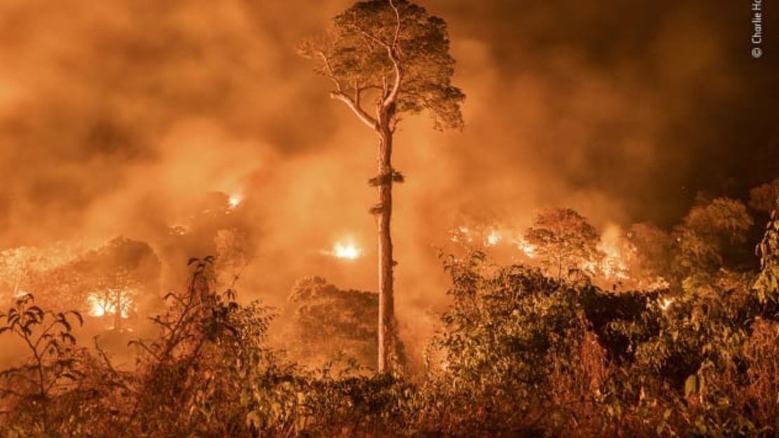 Un árbol solitario se mantiene en pie en medio de un incendio forestal en Maranhão, Brazil.